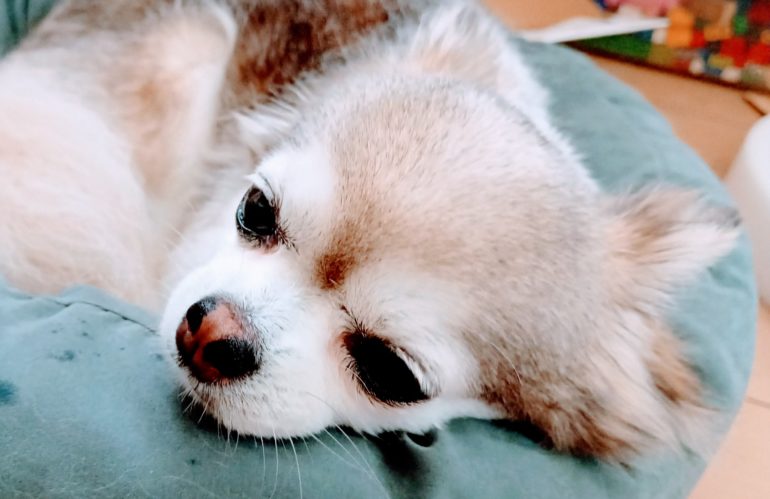 お気に入りのベット