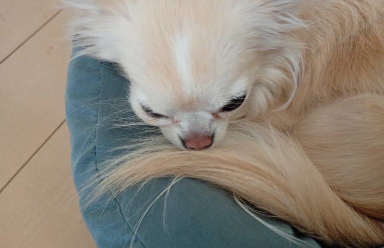 ハナちゃんのおでこの模様