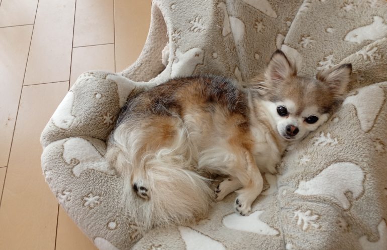 ノア様のリラックスモード