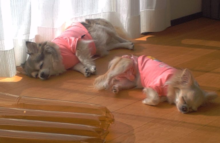 ノアハナが落ちている