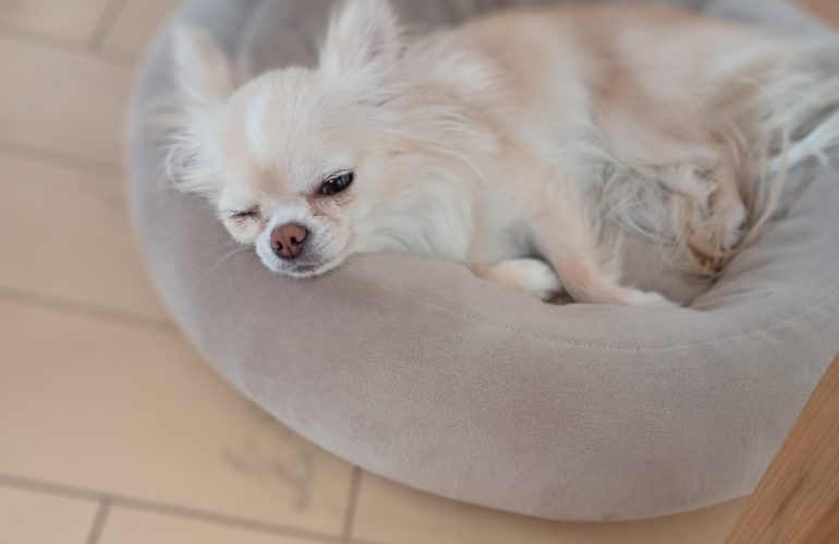 はなちゃんのウインク✨